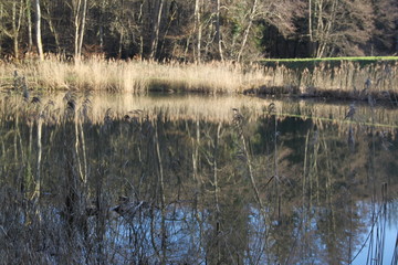 Herbes sèches se reflétant dans l'étang