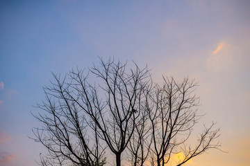 Tree branches without leaves in bright and colorful backgrounds