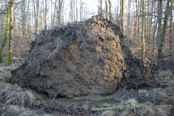 Souche d'arbre déracinée 