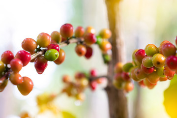 Close up fresh organic red raw and ripe coffee cherry beans on tree plantation