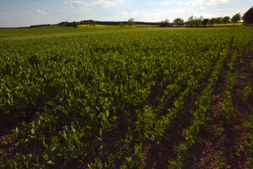 gathering some nice details during a walk through German landscape