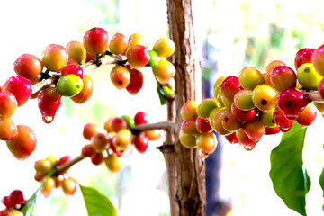 Close up fresh organic red raw and ripe coffee cherry beans on tree plantation