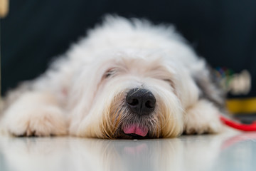 Cute looking white dog lying on the ground.