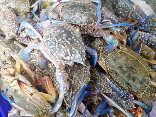 Blue swimming crab on the ice in the market
