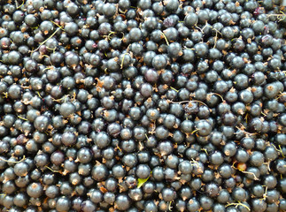 Blackcurrant raw berries. Freshly picked, washed fresh ripe black currant.  Healthy food, berry snack dessert. Closeup. Summer background.