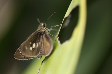 The little tropical butterfly sits on a palm branch and is basked in the sun