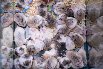 Group of small hamster in grass box.