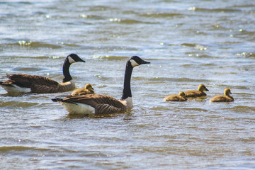 Obraz premium A duck family on a lake in Tauranga, North Island, New Zealand