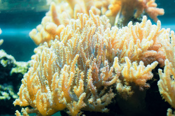 Exotic underwater coral colony.