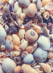 Sea shells background. Seashells background. 