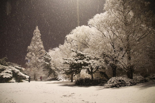 It's A Rare Snow In Beijing. Even Though It Is Night, People Play Snow Happily.