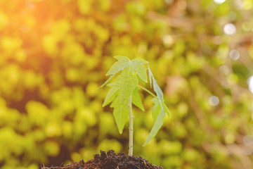 Papaya sapling, Agriculture Papaya tree with outdoor photography Natural background. Agribusiness. Reforestation and reduction of global warming campaign.
