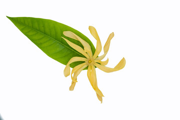 Magnolia flower isolated on white background.