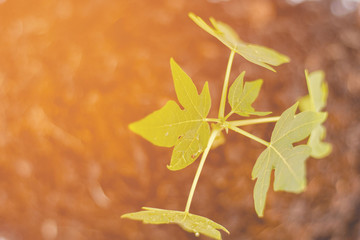 Papaya sapling, Agriculture Papaya tree with outdoor photography Natural background. Agribusiness. Reforestation and reduction of global warming campaign.