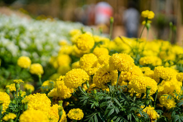Tagetes erecta field.