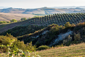 Fields cultivated in late summer on the Sienese hills