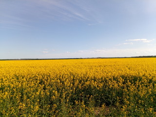 Fototapeta premium flower field