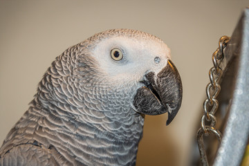portrait of a parrot