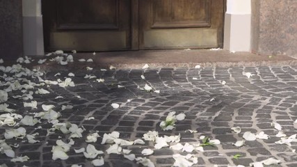  Pigeons on wedding