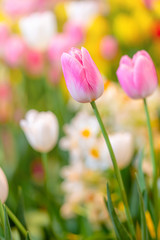 Close-up of Beautiful Pink tulips flower with flowerbed blurred garden nature background.