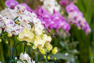 Phalaenopsis at flower market.