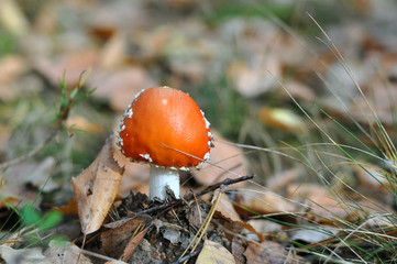 Poisonous mushrooms. Young fly agaric in the autumn forest. Red hat