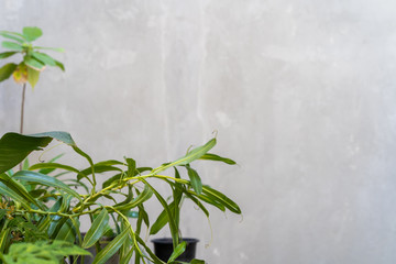 Tropical plant against polished plaster wall.