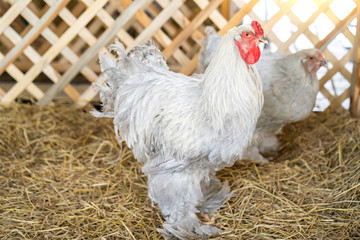 giant rooster in wooden cage.