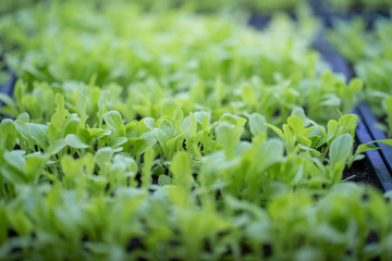 Pile of growing grains. Home growing vegetable.