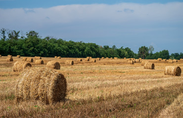 Fototapeta premium Bales of straw on a mown wheat field after harvesting. Selective focus.