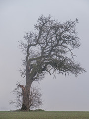 Einzeln stehender Baum im Herbst