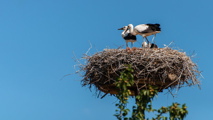 Storks in the nest on a summer sunny day, parents and chick