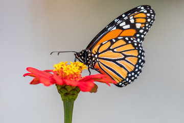 colourful butterfly picking a flower