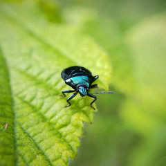 Blue shieldbug, Zicrona caerulea