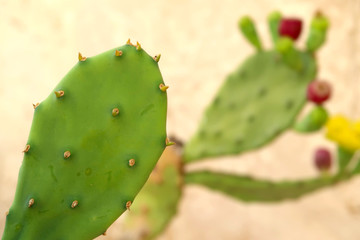 Closup of opuntia cactus flower in Locorotondo town, Italy, Apulia region, Adriatic Sea