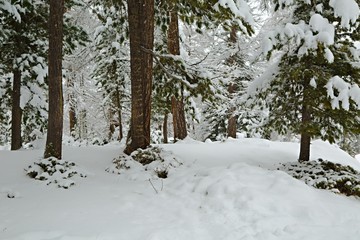 Snowy pine trees on a winter landscape