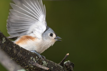 Tufted Titmouse About to Take to Flight from Tree Branch