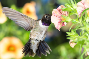 Black-Chinned Hummingbird Searching for Nectar Among the Orange Flowers