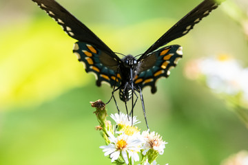 Spicebush Swallowtail Butterfly Sipping Nectar from the Accommodating Flower