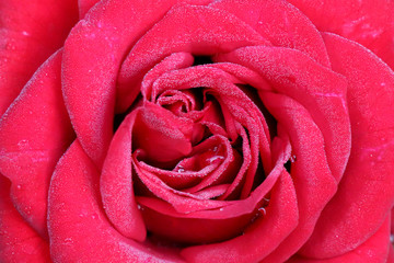 Close-up view of beautiful dark pink rose with water drop