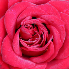 Close-up view of beautiful dark pink rose with water drop