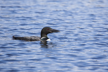 Loon Portrait