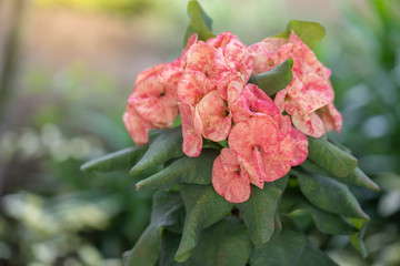Beautiful blossom crown of thorns at flower market.