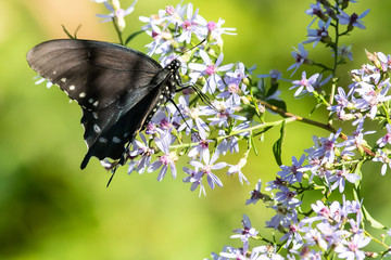 Spicebush Swallowtail Butterfly Sipping Nectar from the Accommodating Flower