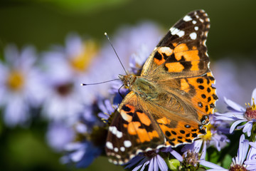 Painted Lady Butterfly Sipping Nectar from the Accommodating Flower