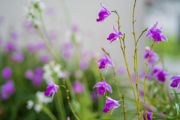 Beautiful blossom purple wild orchid