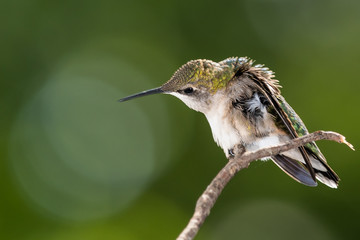 Ruby Throated Hummingbird Perched Delicately on a Slender Twig
