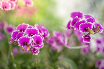 Beautiful blossom Dendrobium orchid.