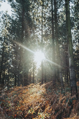Sun shines in the forest