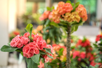 Beautiful blossom crown of thorns at flower market.